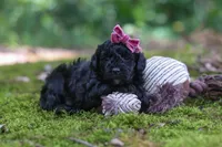 AKC Belle, a female Poodle - Toy  for sale in Dundee, OH – 6 of 8