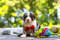 Kenny, a male Bernedoodle for sale in Dundee, OH – 2 of 7