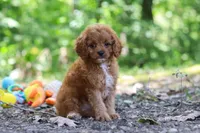 Victor, a male Cavapoo for sale in Dundee, OH – 5 of 10