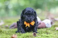 AKC Wilson, a male Poodle - Toy  for sale in Dundee, OH – 6 of 9