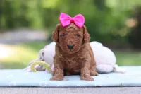 Jewel, a female Miniature Goldendoodle for sale in Dundee, OH – 5 of 9
