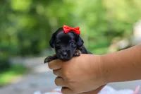 Everly, a female Miniature Dachshund for sale in Dundee, OH – 4 of 10