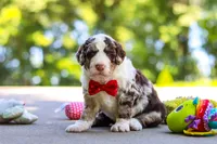 Kenny, a male Bernedoodle for sale in Dundee, OH – 6 of 7