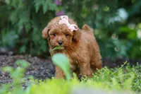 Leah, a female Poodle - Toy  for sale in Dundee, OH – 1 of 10