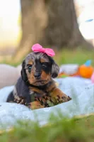 Belle, a female Miniature Dachshund for sale in Dundee, OH – Photo 3 of 9