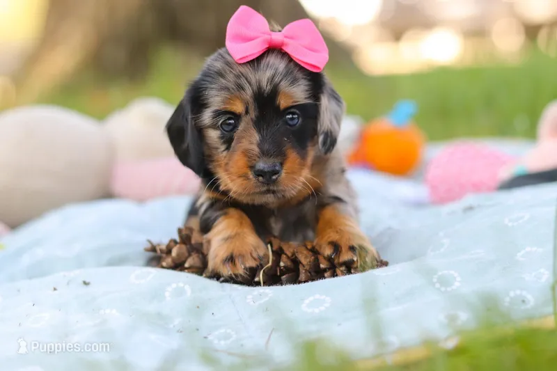 Belle – Miniature Dachshund puppy for sale in Dundee, OH