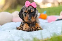 Belle, a female Miniature Dachshund for sale in Dundee, OH – Photo 1 of 9