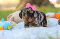 Belle, a female Miniature Dachshund for sale in Dundee, OH – Photo 9 of 9