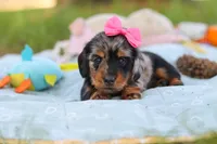 Belle, a female Miniature Dachshund for sale in Dundee, OH – Photo 7 of 9