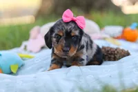 Belle, a female Miniature Dachshund for sale in Dundee, OH – Photo 5 of 9