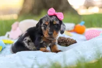 Belle, a female Miniature Dachshund for sale in Dundee, OH – Photo 6 of 9