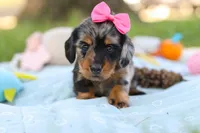 Belle, a female Miniature Dachshund for sale in Dundee, OH – Photo 4 of 9