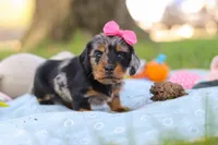Belle, a female Miniature Dachshund for sale in Dundee, OH – Photo 8 of 9