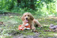 AKC Leo, a male Poodle - Standard  for sale in Dundee, OH – 3 of 6