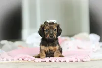 AKC Dolly, a female Miniature Dachshund for sale in Dundee, OH – 3 of 6