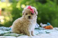 Nicole, a female Maltipoo for sale in Dundee, OH – 4 of 6