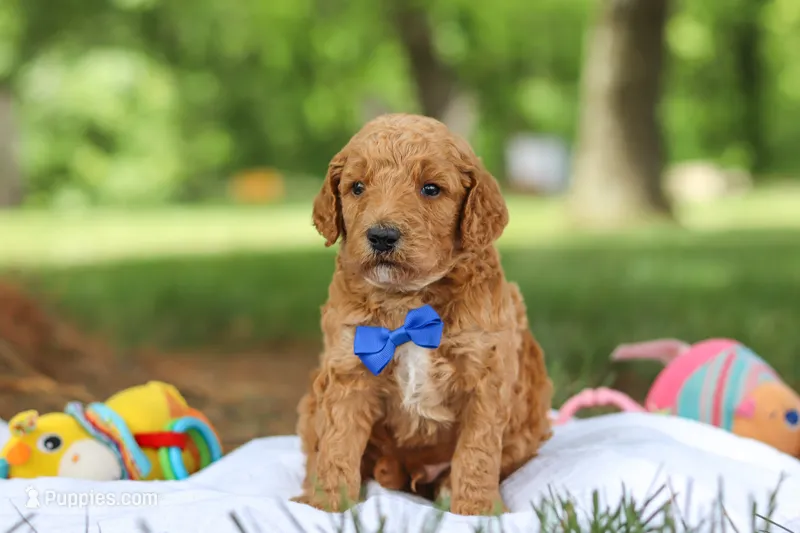 Blaze – Poodle - Standard  puppy for sale in Dundee, OH