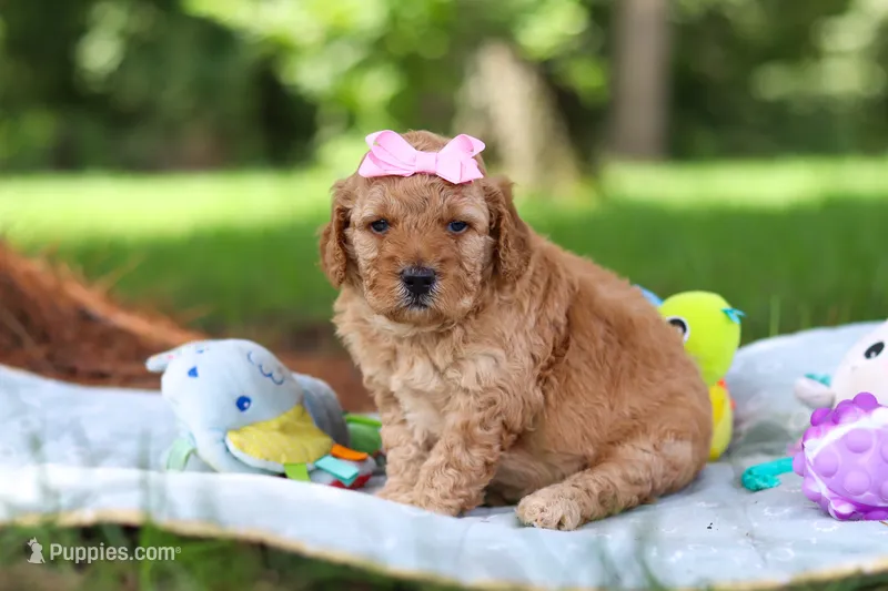 Lila – Miniature Goldendoodle puppy for sale in Dundee, OH