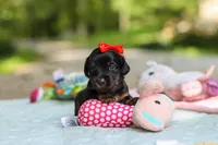 Everly, a female Miniature Dachshund for sale in Dundee, OH – 7 of 10