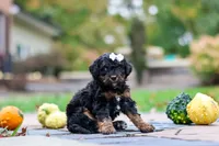 Millie, a female Bernedoodle for sale in Dundee, OH – 7 of 8