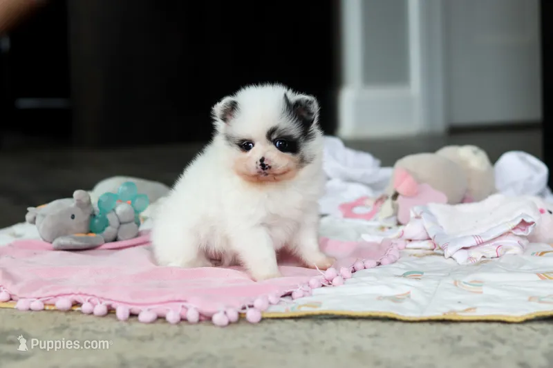 Daisy – Pomeranian puppy for sale in Dundee, OH