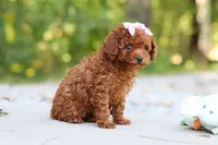Grace, a female Poodle - Toy  for sale in Dundee, OH – 7 of 9