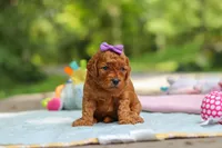 Bella, a female Goldendoodle for sale in Dundee, OH – 5 of 6