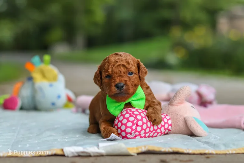 Bodie – Goldendoodle puppy for sale in Dundee, OH