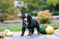 Kyle, a male Bernedoodle for sale in Dundee, OH – 5 of 9