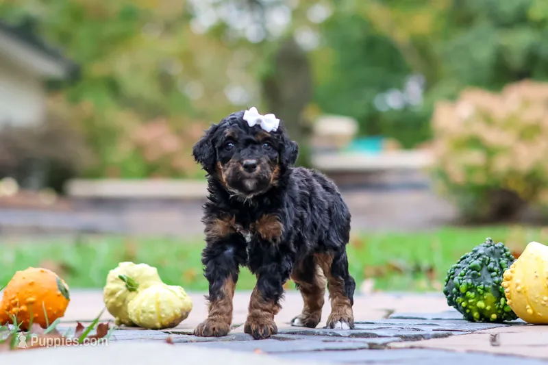Millie – Bernedoodle puppy for sale in Dundee, OH