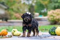 Millie, a female Bernedoodle for sale in Dundee, OH – 1 of 8