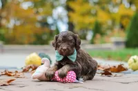 Nemo, a male Bernedoodle for sale in Dundee, OH – 2 of 8