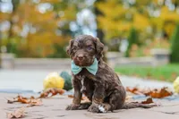 Nemo, a male Bernedoodle for sale in Dundee, OH – 6 of 8