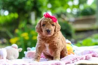 AKC Poppy, a female Poodle - Standard  for sale in Dundee, OH – 3 of 8