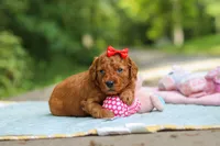 Hannah, a female Goldendoodle for sale in Dundee, OH – 2 of 10