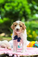 AKC Bluey, a male Poodle - Standard  for sale in Dundee, OH – 7 of 8