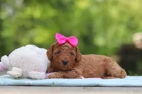 Jewel, a female Miniature Goldendoodle for sale in Dundee, OH – 7 of 9