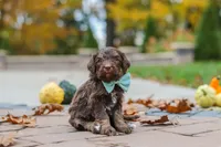 Nemo, a male Bernedoodle for sale in Dundee, OH – 7 of 8