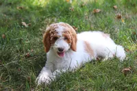 AKC Blossom, a female Poodle - Multi-Colored Standard and Poodle - Standard  for sale in Dundee, OH – 7 of 10
