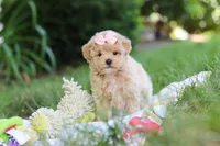 Taylor, a female Maltipoo for sale in Dundee, OH – 3 of 10