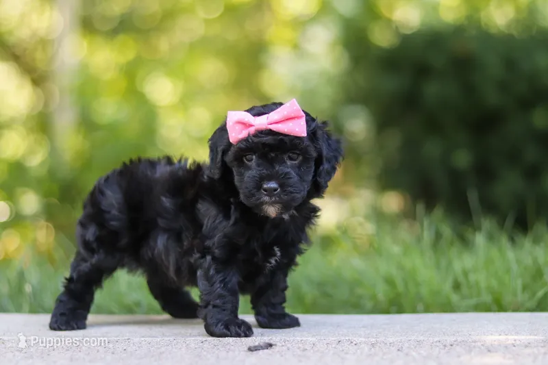 AKC Belle – Poodle - Toy  puppy for sale in Dundee, OH