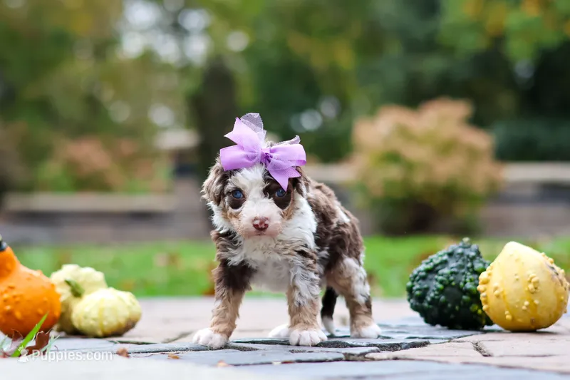 Savannah – Bernedoodle puppy for sale in Dundee, OH