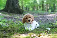 AKC Zoey, a female Poodle - Standard  for sale in Dundee, OH – 4 of 7
