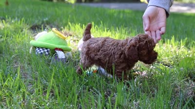 Kevin, a male Poodle - Toy  for sale in Dundee, OH – 7 of 7