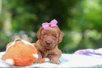Jovie, a female Miniature Goldendoodle for sale in Dundee, OH – 3 of 6