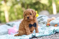 Wally, a male Cavapoo for sale in Dundee, OH – 10 of 10