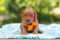 Hunter, a male Miniature Goldendoodle for sale in Dundee, OH – 10 of 10