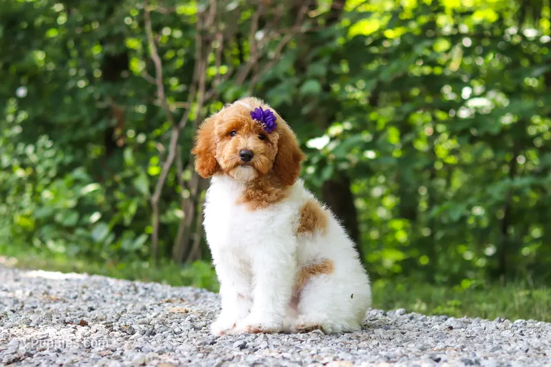 AKC Zoey – Poodle - Standard  puppy on hold in Dundee, OH