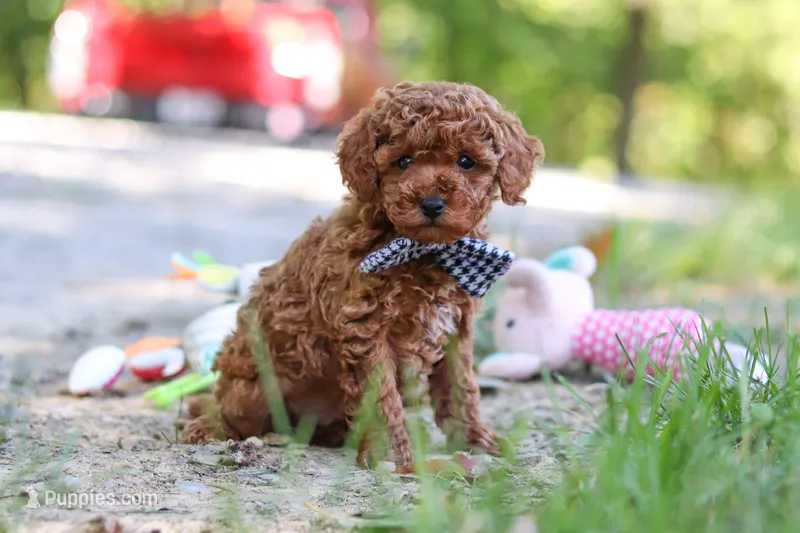 Kevin – Poodle - Toy  puppy for sale in Dundee, OH