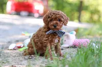 Kevin, a male Poodle - Toy  for sale in Dundee, OH – 1 of 7